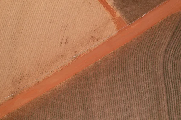 Camino Tierra Lado Campos Caña Recién Plantados Vista Del Dron — Foto de Stock