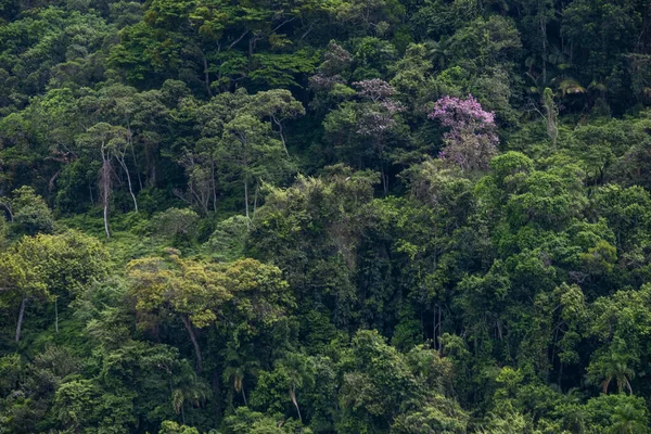 Vue Partielle Forêt Sur Colline Dans Région Côtière Tropicale — Photo