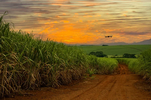 Foto Einer Drohne Die Der Dämmerung Über Zuckerrohrfelder Fliegt Stockbild
