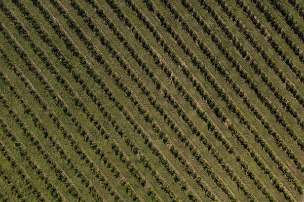 Plantación Naranja Vista Desde Arriba Vista Del Dron — Foto de Stock
