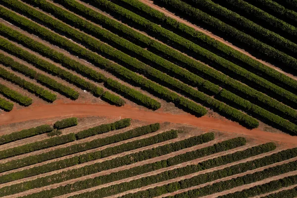 Plantación Naranja Vista Desde Arriba Vista Del Dron — Foto de Stock