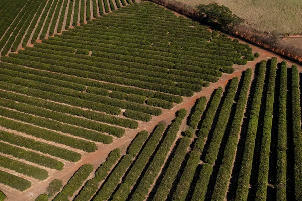 Plantación Naranja Vista Desde Arriba Vista Del Dron —  Fotos de Stock