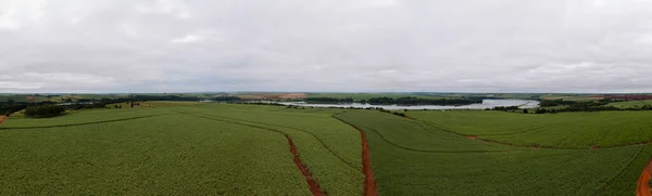 Sugarcane Plantation Tiete River Dorne View — Stock Photo, Image