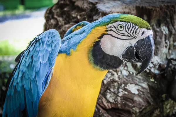 ? olorful papağan Amerika papağanı