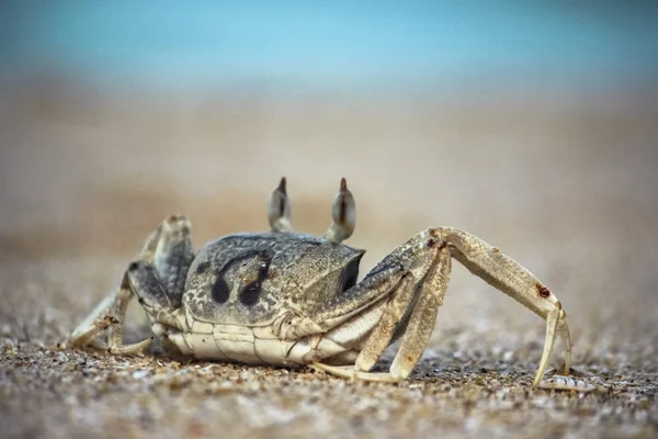 Yengeç ve kulaklıklar