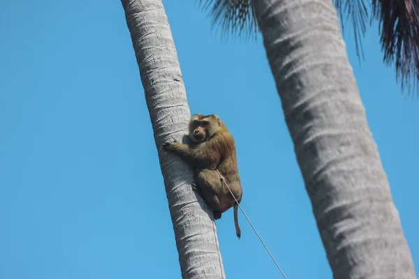 개 코 원숭이 — 스톡 사진