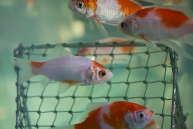 Goldfish aquarium alan spor