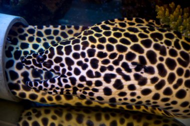 Müren balığı petek