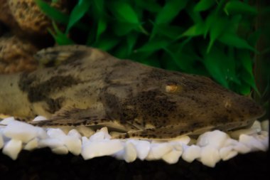 Aquarium Catfish, Hypostomus plecostomus, rests on basalt soil c clipart