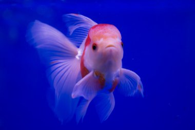 akvaryum akvaryum balığı