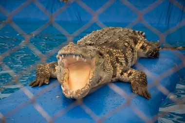 Açık çene ile timsah