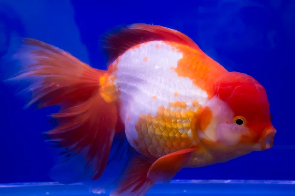 ปลาทองในอควาเรียม — ภาพถ่ายสต็อก