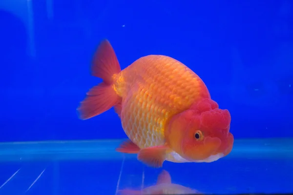 Goldfish in aquarium — Stock Photo, Image