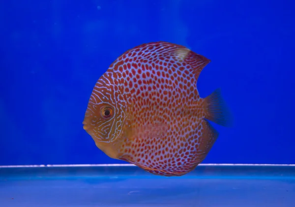 Pesce pompadour — Foto Stock