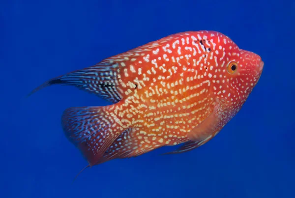 Pesci d'acquario, pesci corno di fiori sullo schermo blu — Foto Stock