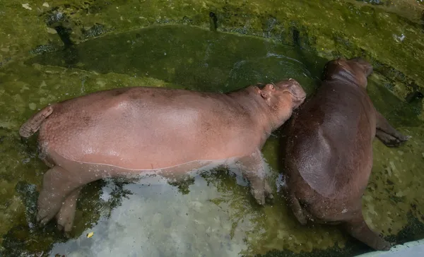 Wild nijlpaard in het water — Stockfoto