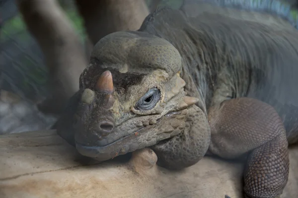 Big Iguana — Stock Photo, Image