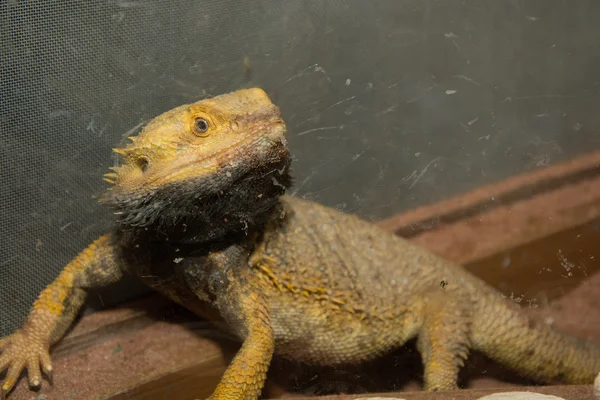 Großer Leguan — Stockfoto