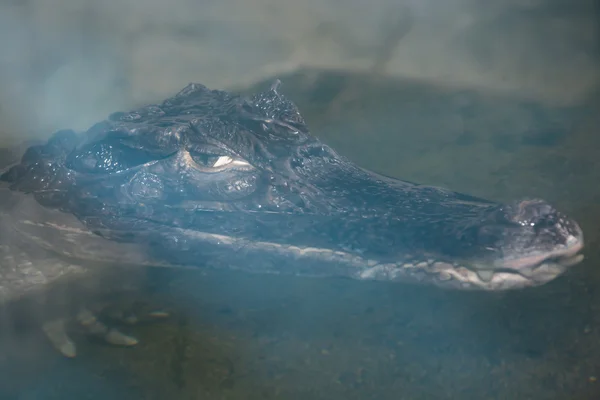 Crocodile Ganges Gavial — Stock Photo, Image