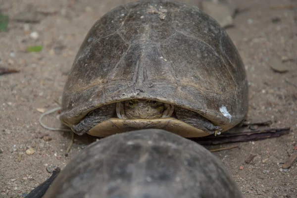 Schildkröten — Stockfoto