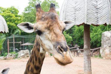Dışarıda yeme çiftlik zürafa