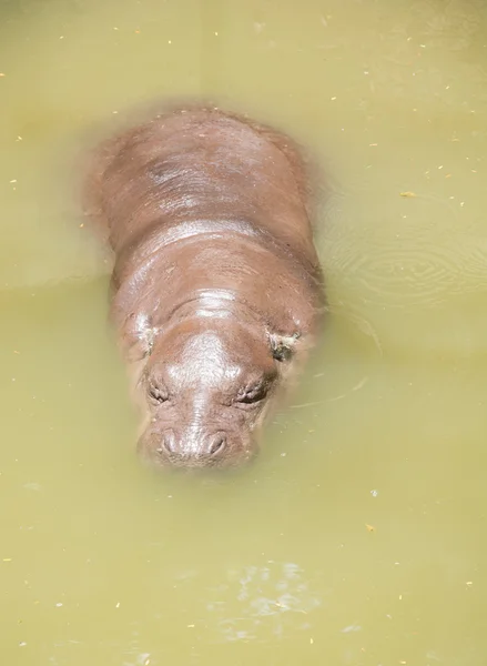 Wilde Flusspferde im Wasser — Stockfoto
