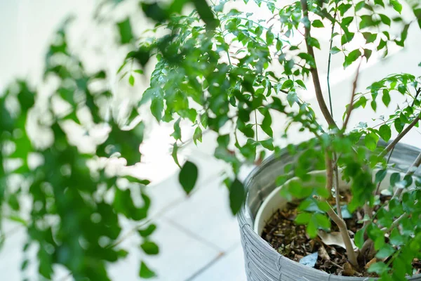 Potplanten Geplaatst Bij Het Raam — Stockfoto