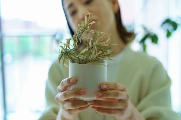 Woman Holding Pot Dead Foliage Plants Window — Stockfoto