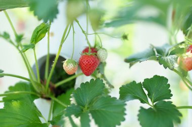 Serada taze çilek yetiştirmek.