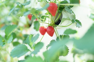 Serada taze çilek yetiştirmek.