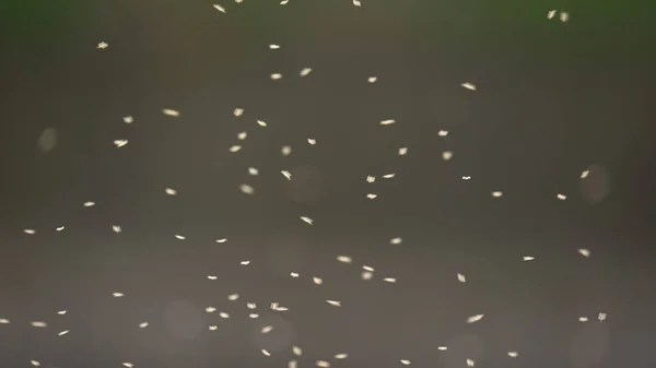 Een Groot Aantal Insecten Die Onregelmatig Vliegen — Stockfoto