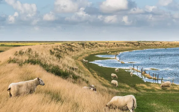 Danimarka Kuzey Denizi Nin Deniz Çukurunda Otlayan Koyunlar Almanya Danimarka — Stok fotoğraf