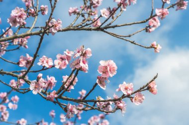 Pembe kiraz çiçekleri dalları ve mavi gökyüzü güneşli bir ilk ışıkta