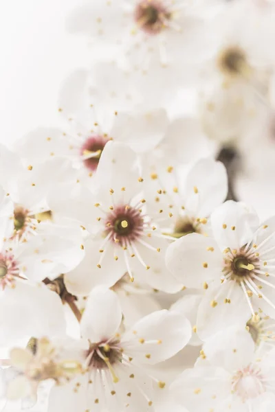 Apple Tree Branch White Blossoms White Background Vertical Close Copy — Foto de Stock