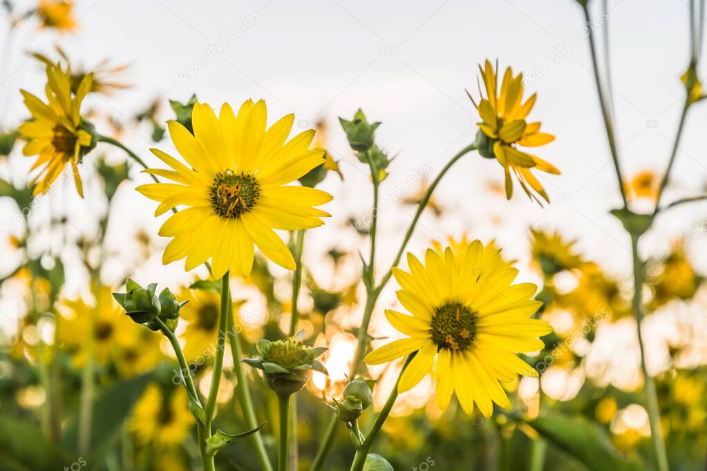 Yellow blossom of cup-plant (silphium perfoliatum), blooming in summer