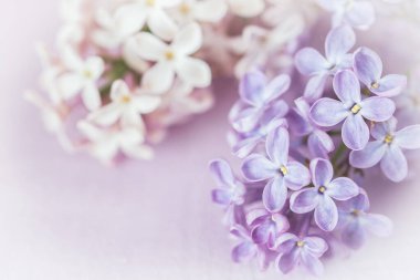 Pembe arka planda açık pembe ve mor leylak çiçekleri