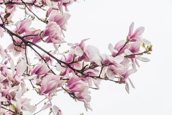 Magnolie Blüht Frühling Nach Einem Schneesturm — Stockfoto