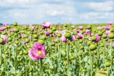 Pembe afyon tarlası, aynı zamanda ekmek tohumu gelincikleri olarak da bilinir, bulutlu bir bahar öğleden sonrasında.