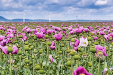 Pembe afyon tarlası, aynı zamanda ekmek tohumu gelincikleri olarak da bilinir, bulutlu bir bahar gününde.