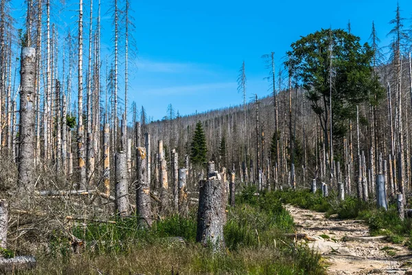 Trees German Low Mountain Range Harz Which Destroyed Bark Beetles — Stock Photo, Image