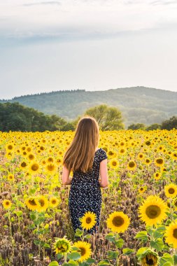 Teenage girl from behind on a sunny summer afternoon in a sunflower field.Vertical.