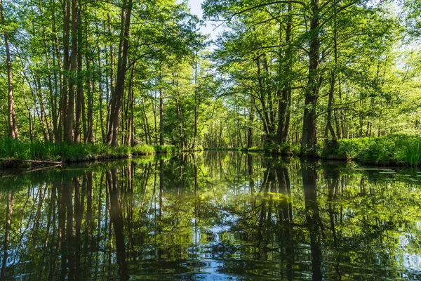 One of the numerous water canals in Biosphere Reserve Spree Forest (Spreewald) in Brandenburg, Germany, with beautiful reflections