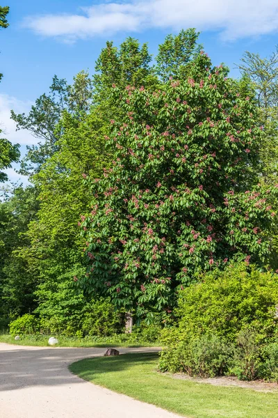Large Blossoming Chestnut Tree Park — Stock fotografie