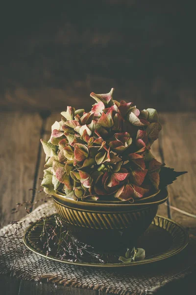 Μισοαποξηραμένο Και Ελαφρώς Ξεθωριασμένο Ροζ Λουλούδι Ορτανσίας Ένα Παλιό Πράσινο — Φωτογραφία Αρχείου
