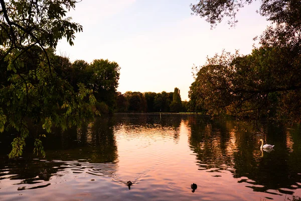 Salida Del Sol Kleinhesseloher Ver Jardín Inglés Munich —  Fotos de Stock