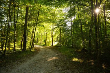 Sonbaharda Isar 'da orman yolu, gün ışığı.
