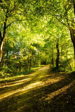 Sonbaharda Isar 'da orman yolu, gün ışığı.