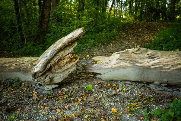 Upadłe Drzewo Lesie Jesień — Zdjęcie stockowe