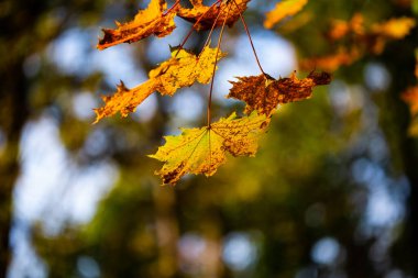 Renkli sonbahar yaprakları, sonbahar izleri, hava tahmini, altın Ekim