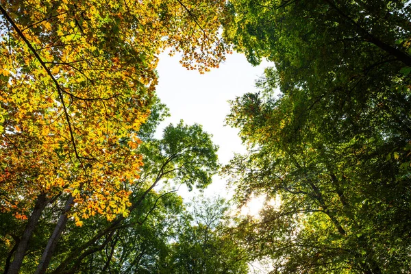 Englischer Garten München Herbst Goldener Oktober — Stockfoto